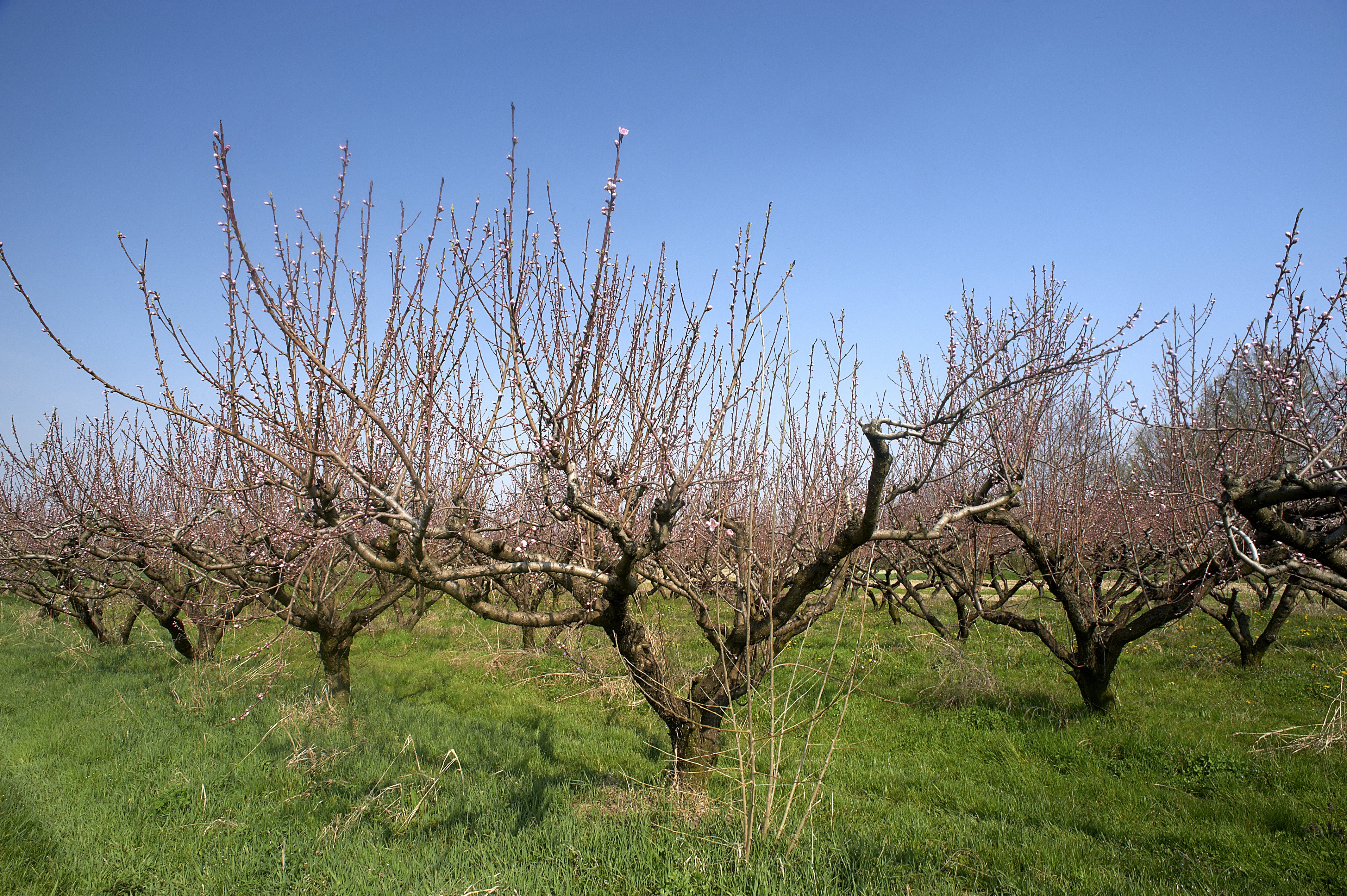 Gatunkiem, który stosunkowo często przemarza, jest brzoskwinia