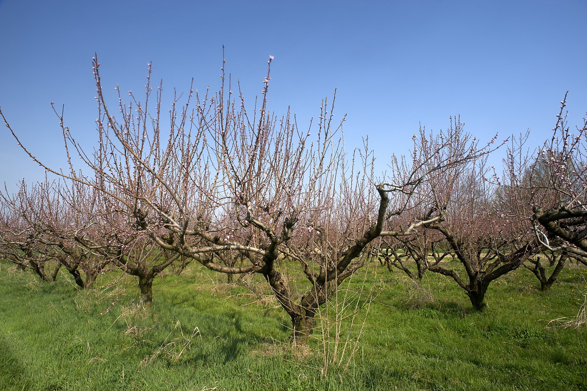 Gatunkiem, który stosunkowo często przemarza, jest brzoskwinia