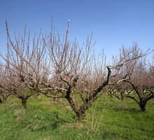 Gatunkiem, który stosunkowo często przemarza, jest brzoskwinia
