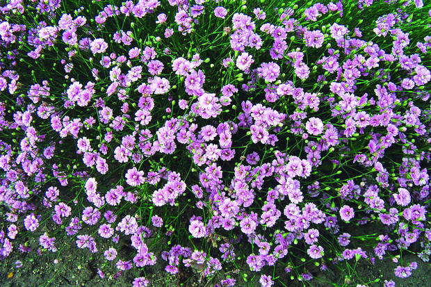 Goździcznik skalnicowy 'Rosette' kwitnie długo i pięknie, dlatego warto sadzić go na skalniakach