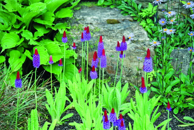 Groniaste kwiatostany, jak u pierwiosnka Viala, są rzadkie u tego rodzaju