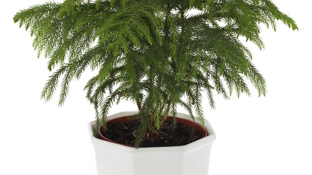 Grudzień to idealny moment na rozmnażanie araukarii