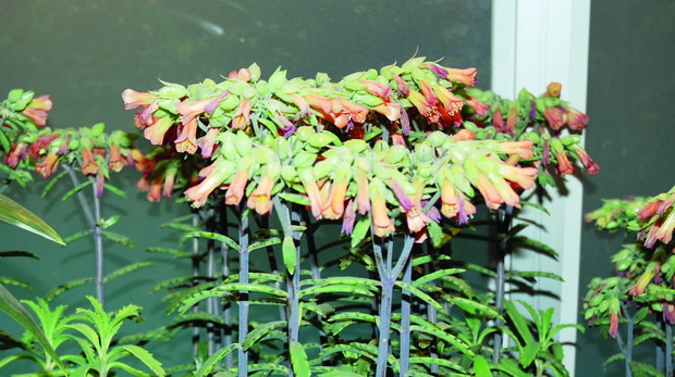 ‘Houghton’s hybrid’. Rośliny z tego rodzaju tworzą na brzegach liści liczne rozmnóżki. (Kalanchoe nie mają takiej zdolności)