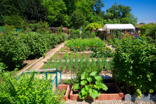 i inna z naszych ogródków
