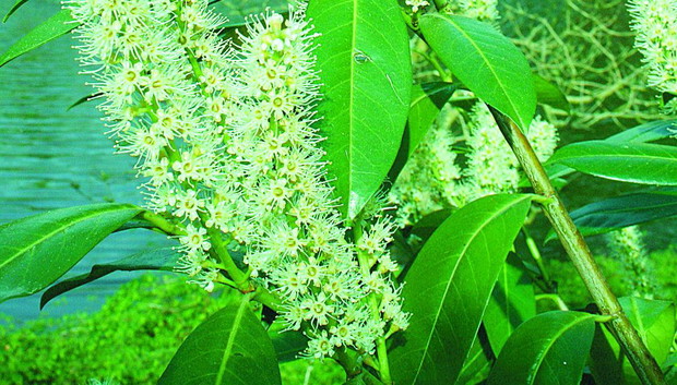 Jak puszek... są lekkie kwiatostany laurowiśni wschodniej