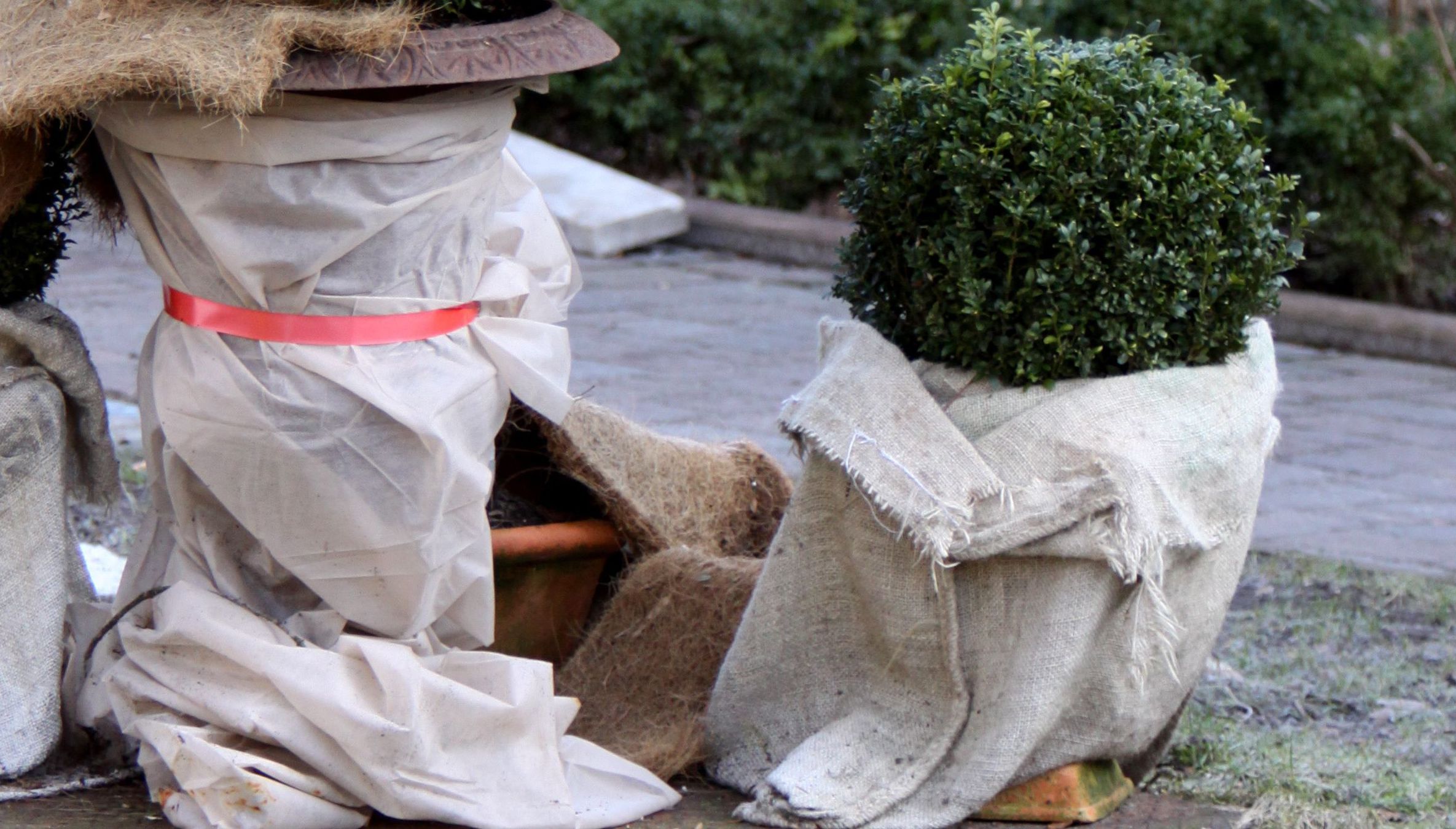 Jak zabezpieczać rośliny na zimę