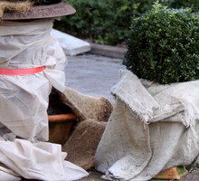 Jak zabezpieczać rośliny na zimę