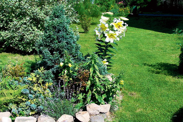 Japoński skalniak wymaga odpowiedniego zaplanowania. Zdjęcie: Natalia Tys