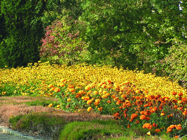 Jesienna rabata. Widok kwitnących rudbekii może zapierać dech w piersiach