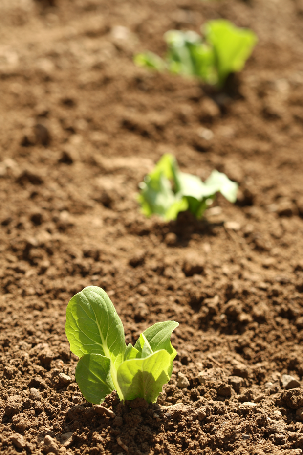 Już rośnie, teraz tylko czekać