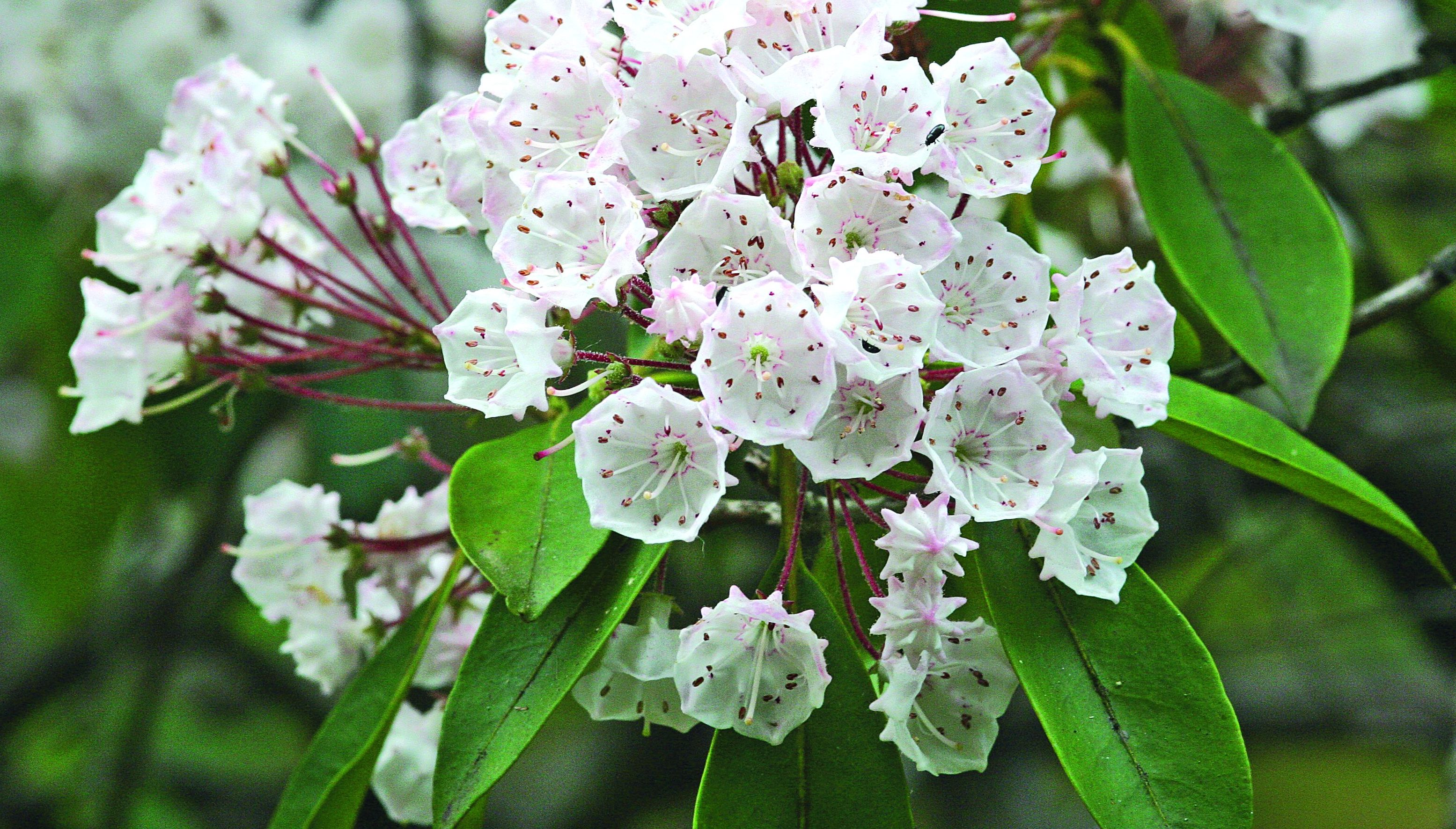 Kalmia szerokolistna jest odporna na mrozy