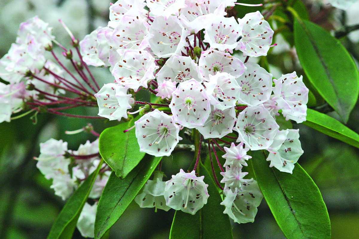 Kalmia szerokolistna jest odporna na mrozy