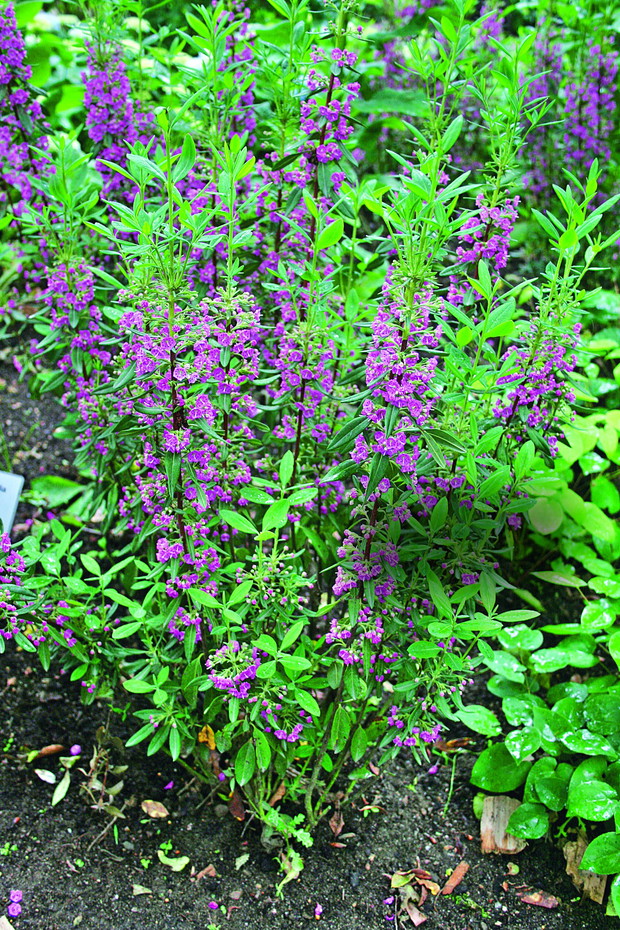 Kalmia wąskolistna ma charakterystyczne wąskie liście