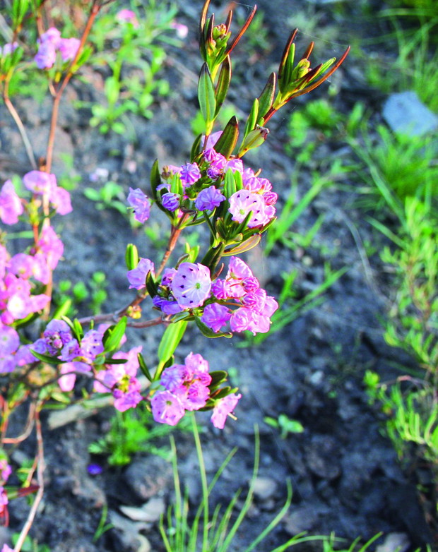 Kalmia wielolistna osiąga w uprawie 60 cm wysokości 