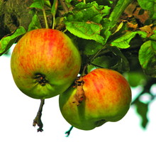 ‘Koksa Pomarańczowa’