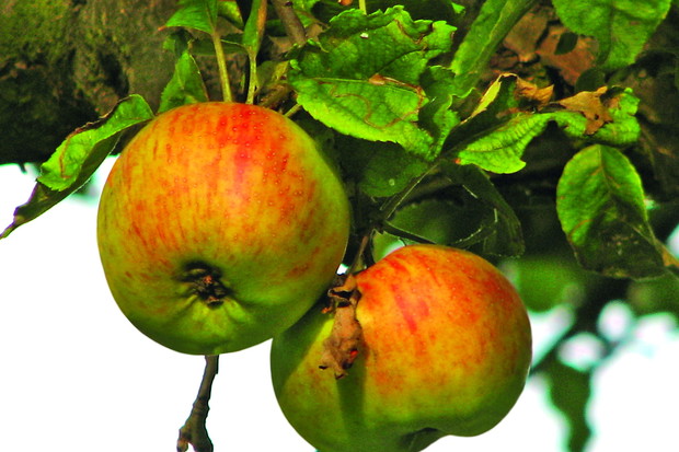 ‘Koksa Pomarańczowa’