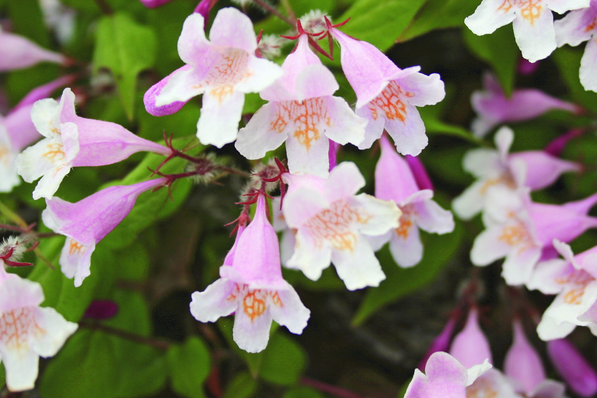 Kolkwicja ma oryginalne różowe kwiaty z pomarańczowymi cętkami wewnątrz