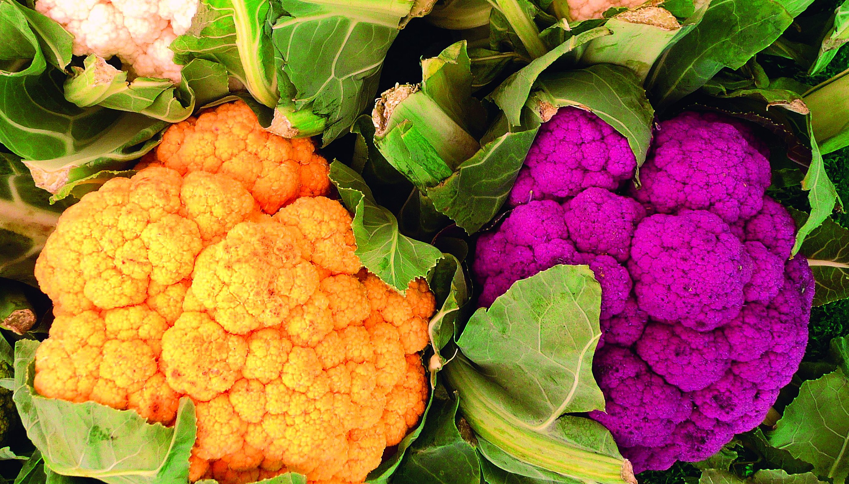 Kolorowe kalafiory cieszą zarówno oko, jak i podniebienie