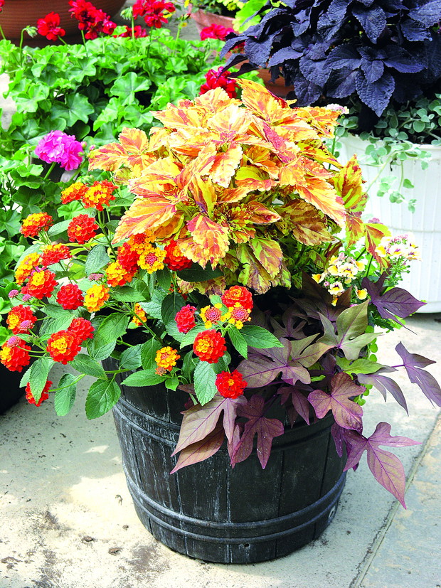 Kompozycje z koleusem to sposób na barwny balkon. Na zdjęciu z wilcem ziemniaczanym,
lantaną i nemezją