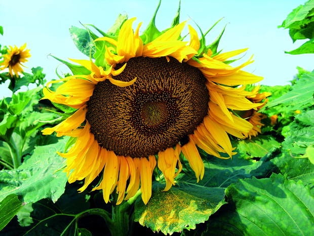 Konieczne podpory. Kwiatostany słoneczników są ciężkie, dlatego należy je podwiązywać