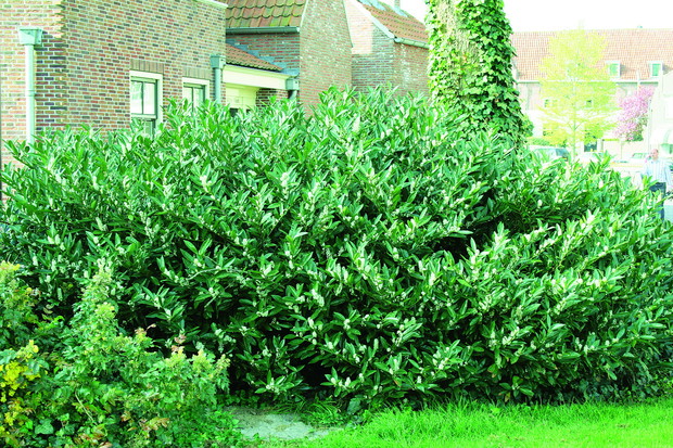 Krzewy laurowiśni w pełni kwitnienia