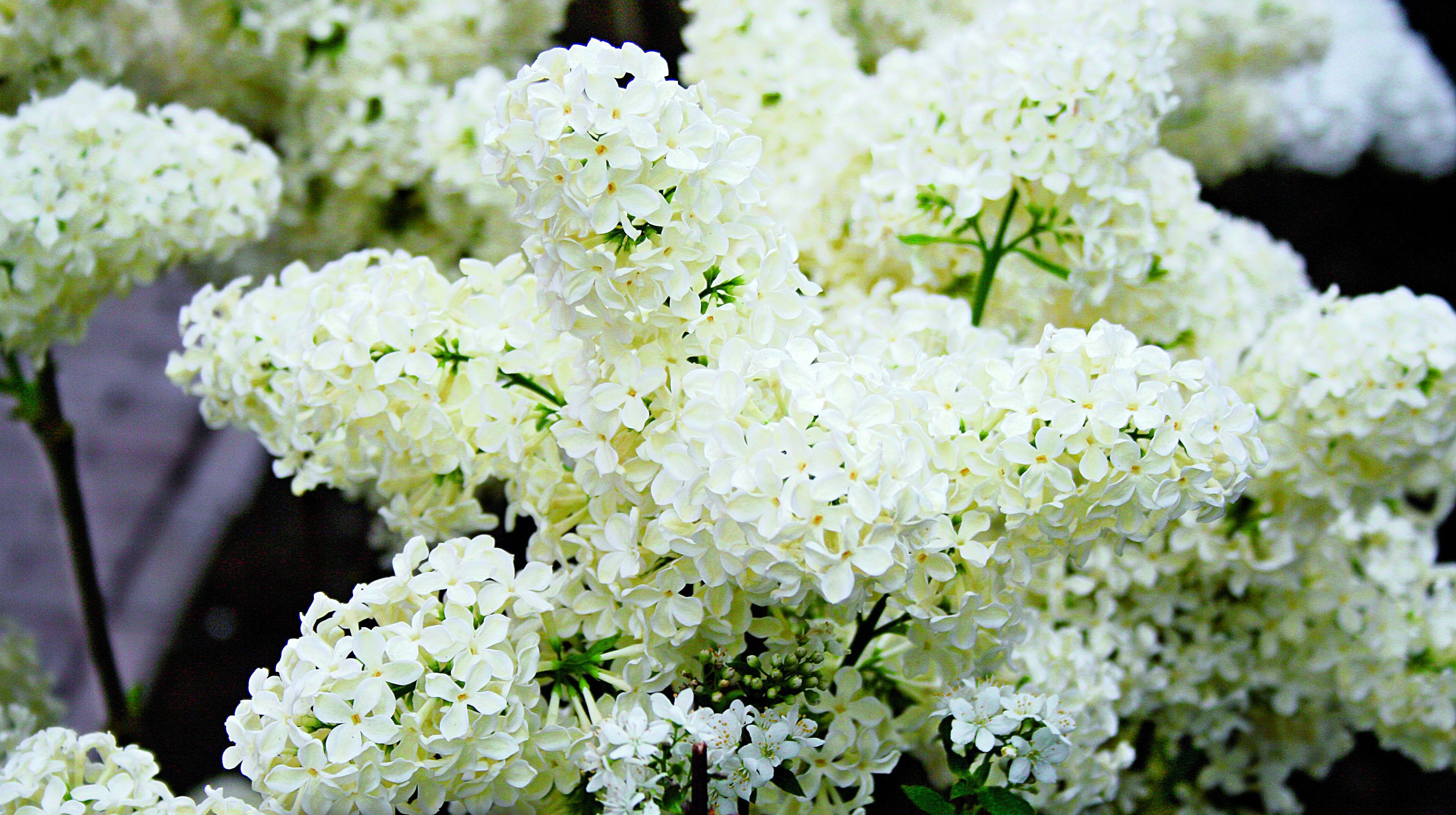 Kwiat pojedynczy lilaka w odmianie ‘Primrose’