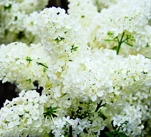 Kwiat pojedynczy lilaka w odmianie ‘Primrose’