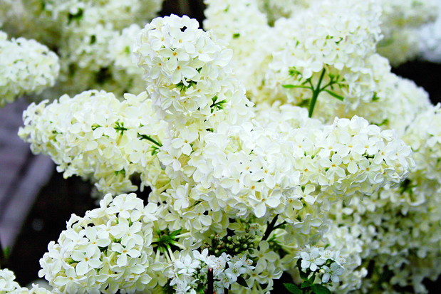 Kwiat pojedynczy lilaka w odmianie ‘Primrose’