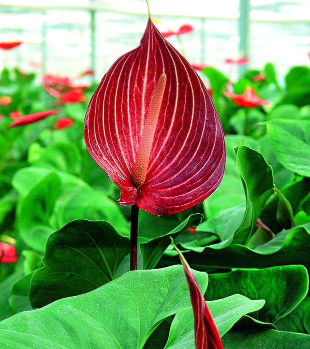 Kwiat z ogonkiem
Anturium