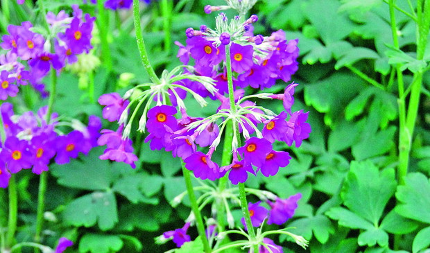 Kwiatostany pierwiosnka Beesa osiągają „zaledwie”40 cm wysokości