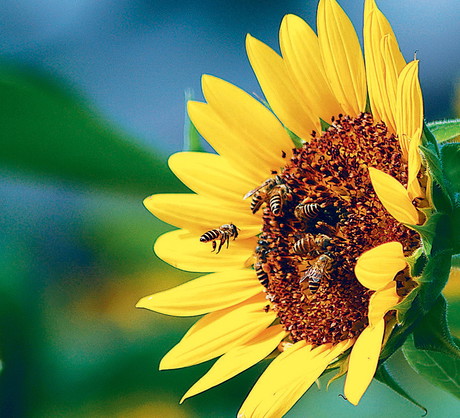 Kwiatostany w kolorze złota zwabiają liczne owady. Słoneczniki najpiękniej wyglądają w ogrodach wiejskich. Najlepiej posadzić je wzdłuż płotów