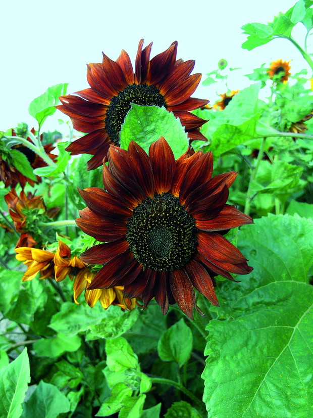 Kwiaty całe brązowe to rzadkość nie tylko u słoneczników