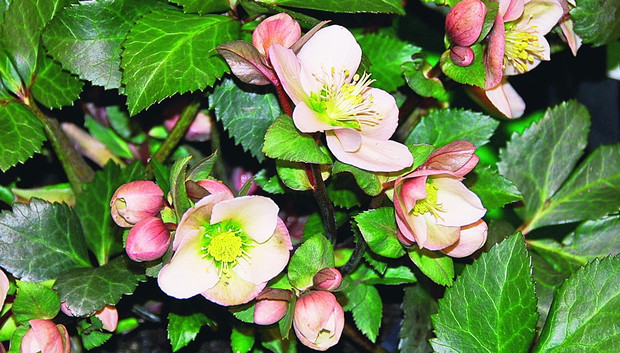 Kwiaty ciemiernika białego pod koniec kwitnienia różowieją