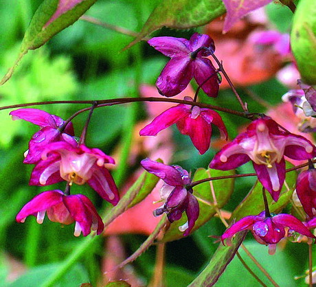 Kwiaty epimedium pojawiają się wczesną wiosną (na zdjęciu epimedium czerwone)