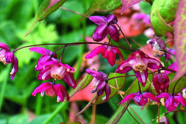 Kwiaty epimedium pojawiają się wczesną wiosną (na zdjęciu epimedium czerwone)