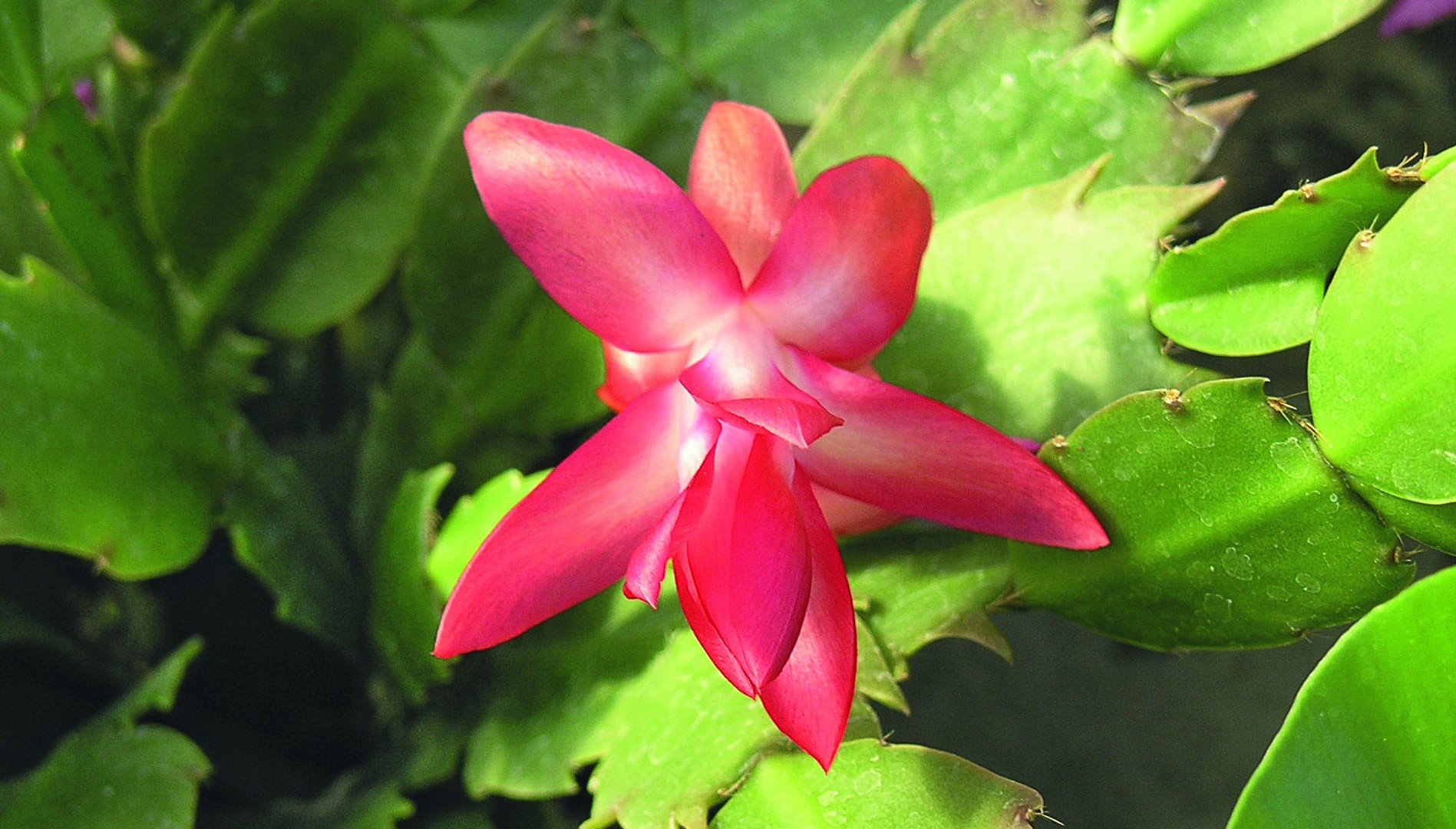 Kwiaty szlumbergery rozwijają się od późnej jesieni do prawie końca zimy