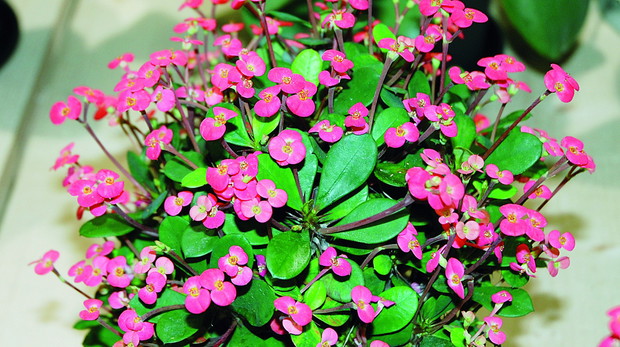 Kwiaty wśród cierni