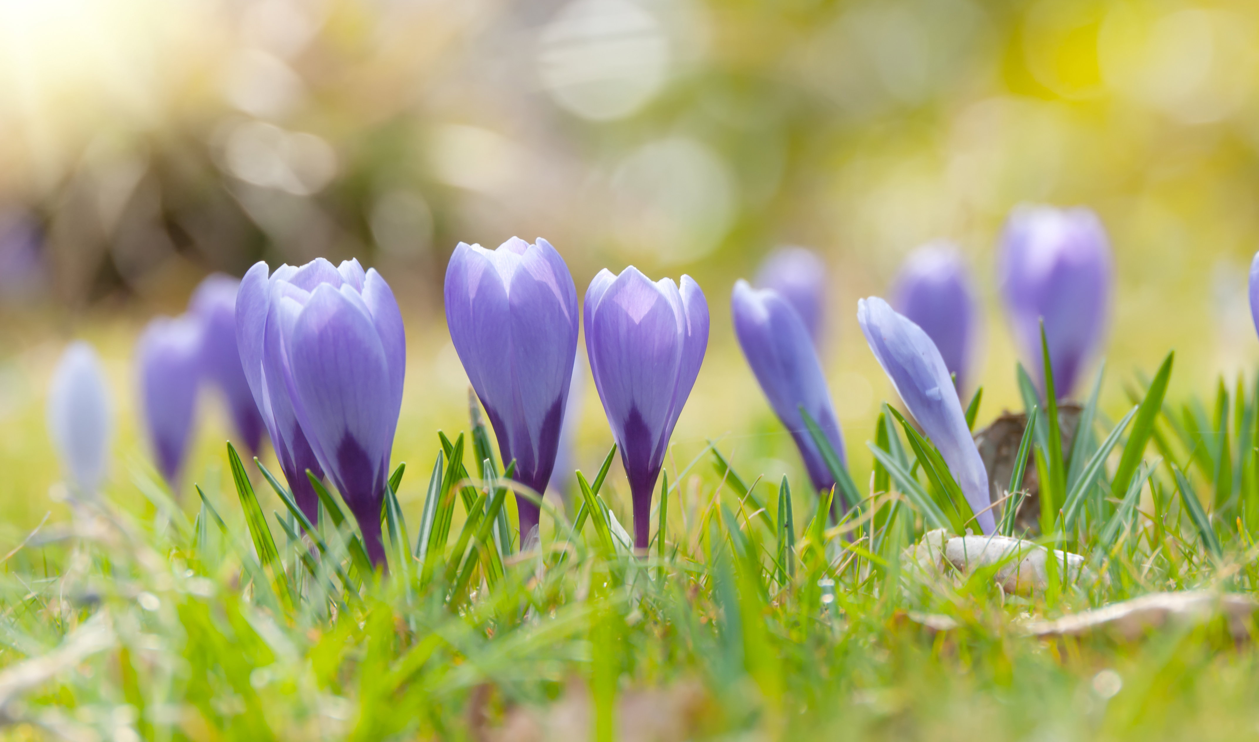 Kwiecień w ogrodzie
