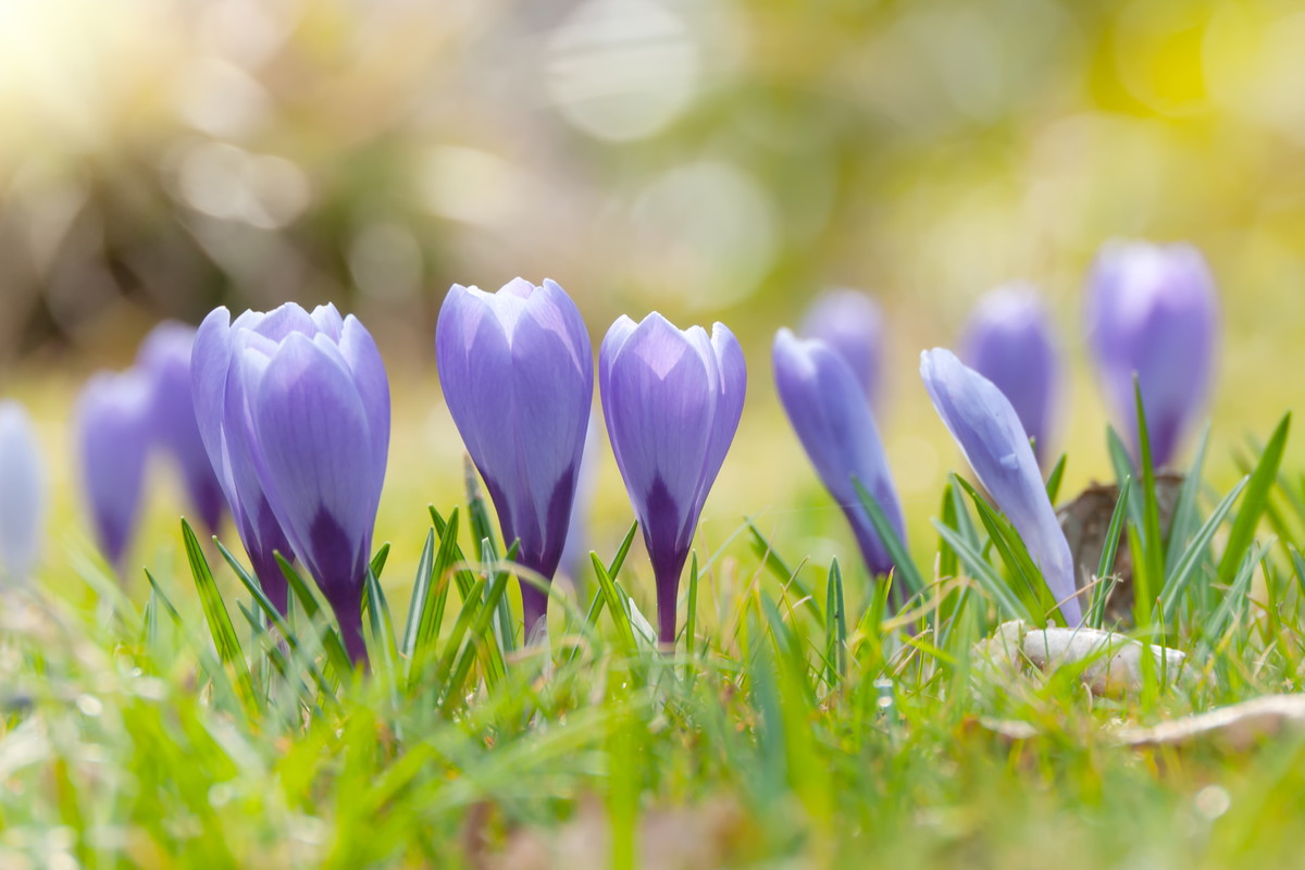 Kwiecień w ogrodzie