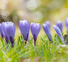 Kwiecień w ogrodzie