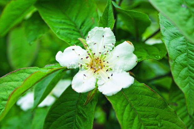 Kwitnienie nieszpułki rozpoczyna się na przełomie maja i czerwca