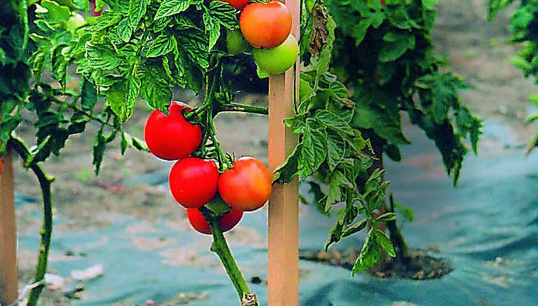 Letnie zbiory warzyw