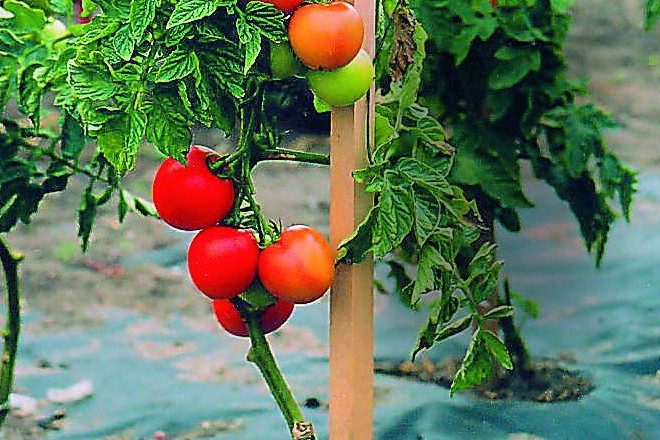 Letnie zbiory warzyw