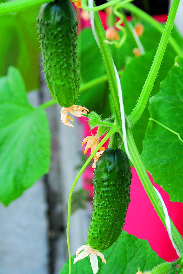 Letnie zbiory warzyw