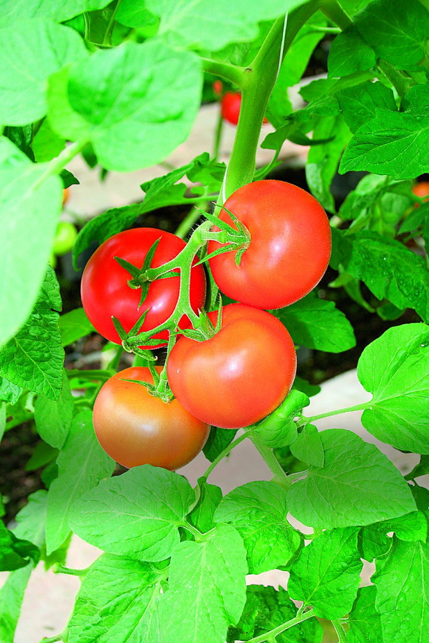 Letnie zbiory warzyw