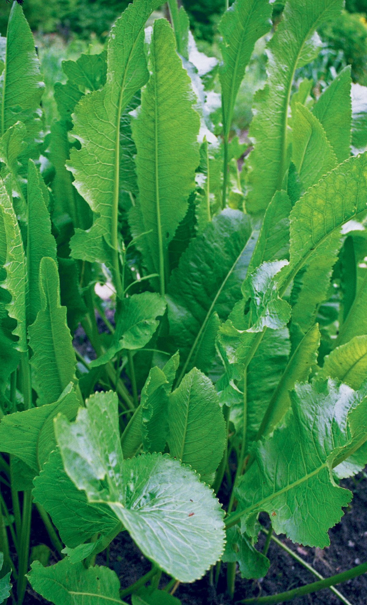 Liście chrzanu mają jajowaty kształt i są bardzo duże – osiągają nawet 100 cm