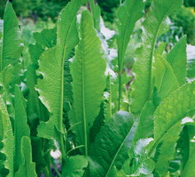 Liście chrzanu mają jajowaty kształt i są bardzo duże – osiągają nawet 100 cm