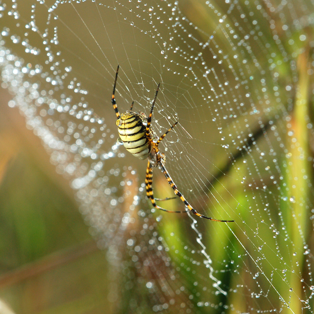 Lokatorzy naszego ogrodu
