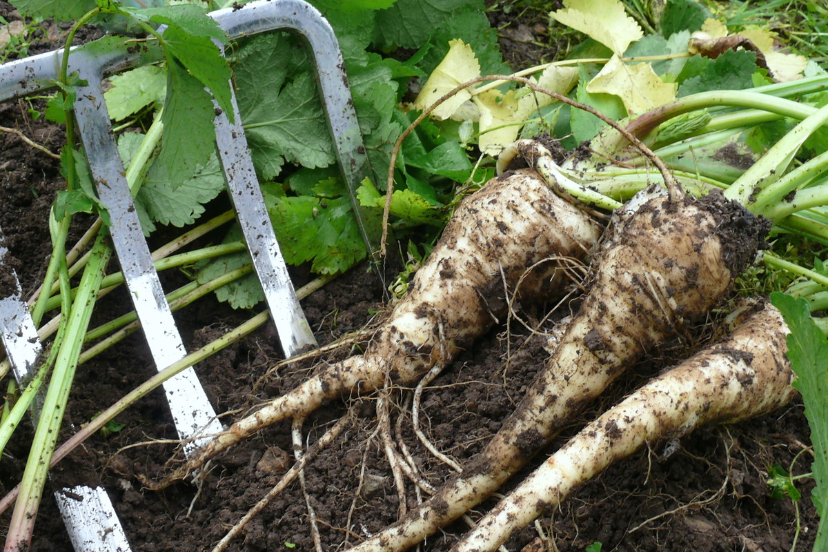 Luty to ostatni moment na zebranie pasternaka
