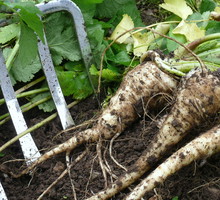 Luty to ostatni moment na zebranie pasternaka